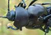 Timarcha tenebricosa